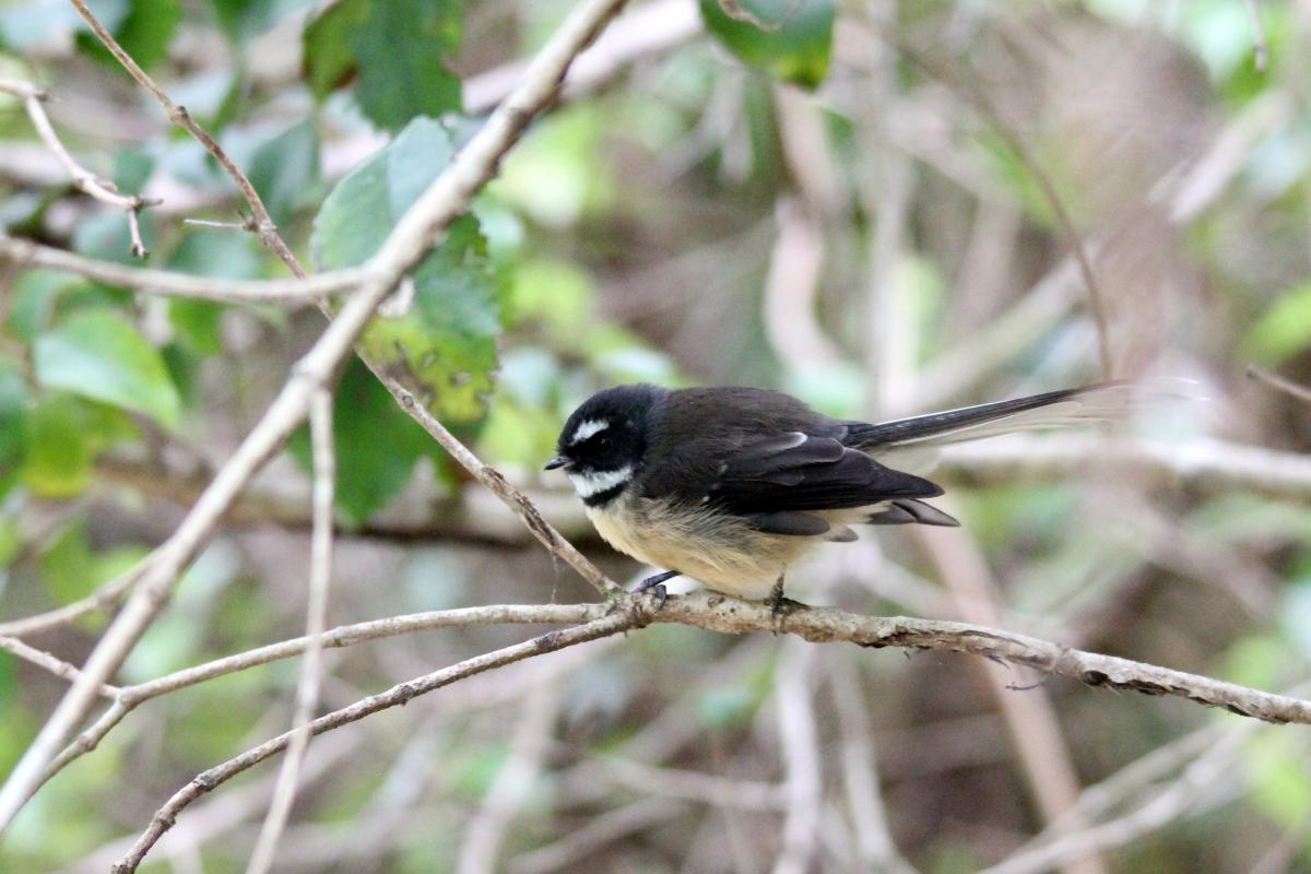 New Zealand Fantail (Rhipidura fuliginosa)